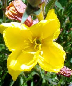 Fotografia da espécie Oenothera glazioviana