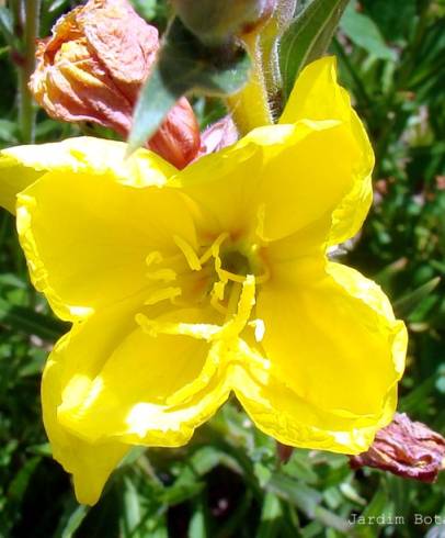 Fotografia de capa Oenothera glazioviana - do Jardim Botânico