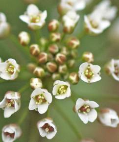 Fotografia da espécie Capsella bursa-pastoris