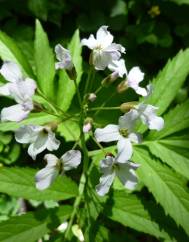 Cardamine heptaphylla