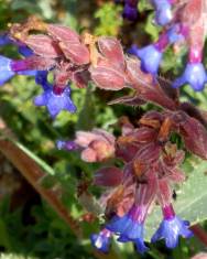 Fotografia da espécie Anchusa calcarea