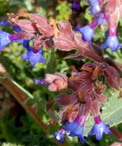 Fotografia da espécie Anchusa calcarea