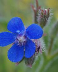 Fotografia da espécie Anchusa italica