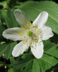 Fotografia da espécie Anemone nemorosa