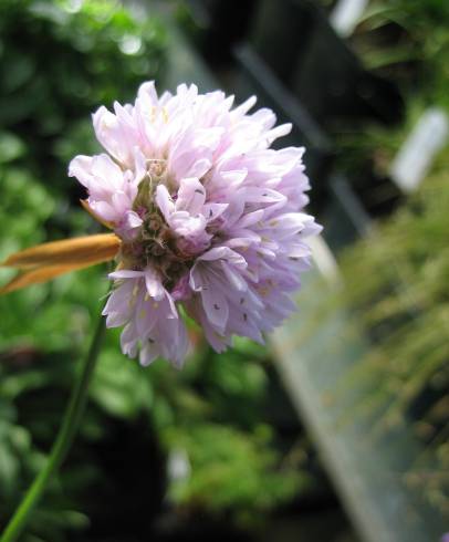 Fotografia de capa Armeria welwitschii - do Jardim Botânico