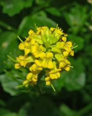 Fotografia da espécie Barbarea vulgaris