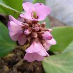 Fotografia 10 da espécie Bergenia cordifolia do Jardim Botânico UTAD