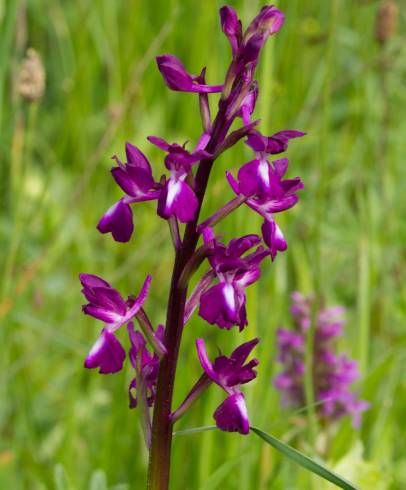 Fotografia de capa Anacamptis laxiflora - do Jardim Botânico