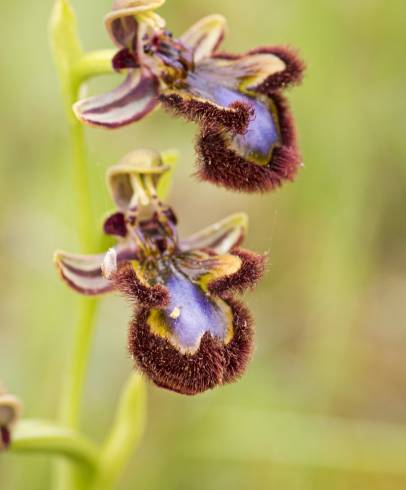 Fotografia de capa Ophrys speculum - do Jardim Botânico