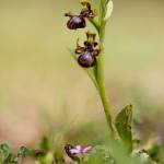 Fotografia 13 da espécie Ophrys speculum do Jardim Botânico UTAD