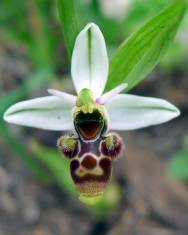 Fotografia da espécie Ophrys scolopax