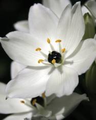 Fotografia da espécie Ornithogalum arabicum