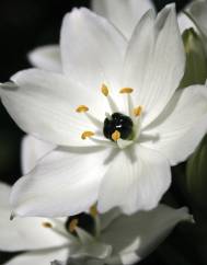 Ornithogalum arabicum