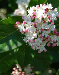 Viburnum tinus subesp. tinus