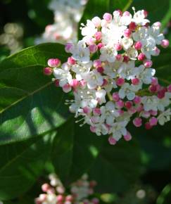 Fotografia da espécie Viburnum tinus