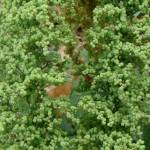 Fotografia 7 da espécie Chenopodium ambrosioides do Jardim Botânico UTAD