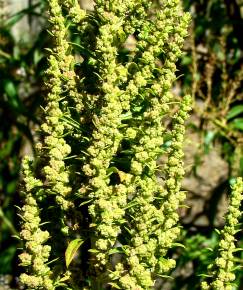 Fotografia da espécie Chenopodium ambrosioides