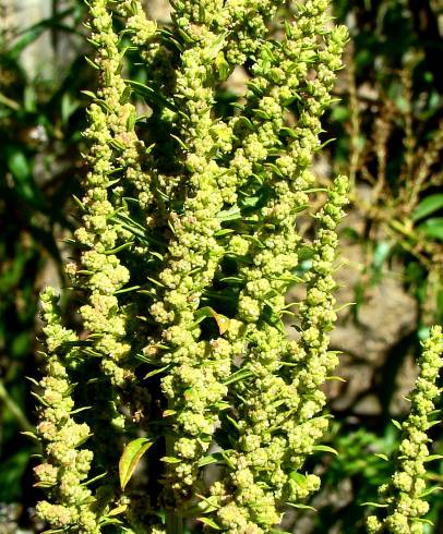 Fotografia de capa Chenopodium ambrosioides - do Jardim Botânico