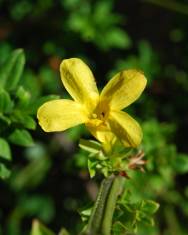 Fotografia da espécie Jasminum nudiflorum