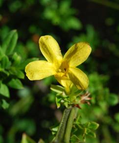 Fotografia da espécie Jasminum nudiflorum