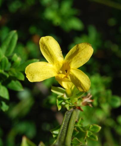 Fotografia de capa Jasminum nudiflorum - do Jardim Botânico