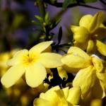 Fotografia 9 da espécie Jasminum nudiflorum do Jardim Botânico UTAD