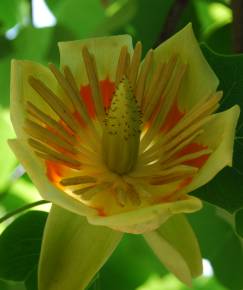 Fotografia da espécie Liriodendron tulipifera