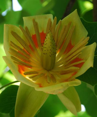 Fotografia de capa Liriodendron tulipifera - do Jardim Botânico