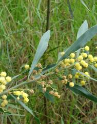 Acacia retinodes