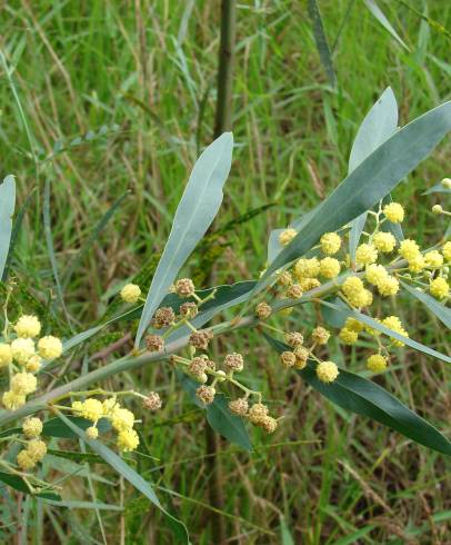 Fotografia de capa Acacia retinodes - do Jardim Botânico