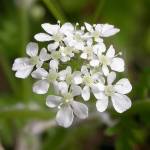 Fotografia 13 da espécie Anthriscus sylvestris do Jardim Botânico UTAD