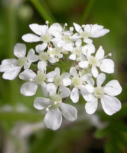 Fotografia de capa Anthriscus sylvestris - do Jardim Botânico