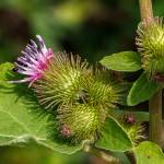 Fotografia 9 da espécie Arctium minus do Jardim Botânico UTAD