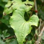 Fotografia 9 da espécie Dioscorea communis do Jardim Botânico UTAD