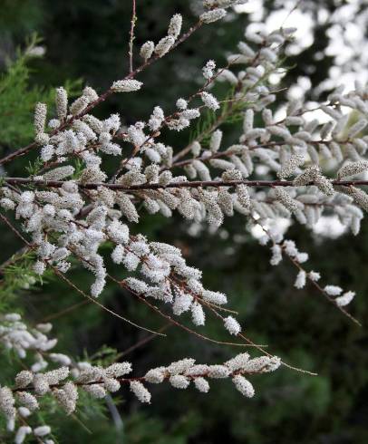 Fotografia de capa Tamarix canariensis - do Jardim Botânico