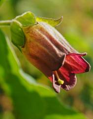 Atropa belladonna