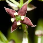 Fotografia 6 da espécie Aucuba japonica do Jardim Botânico UTAD