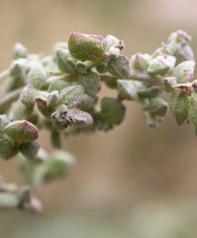 Fotografia de capa Atriplex patula - do Jardim Botânico