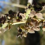 Fotografia 5 da espécie Atriplex patula do Jardim Botânico UTAD