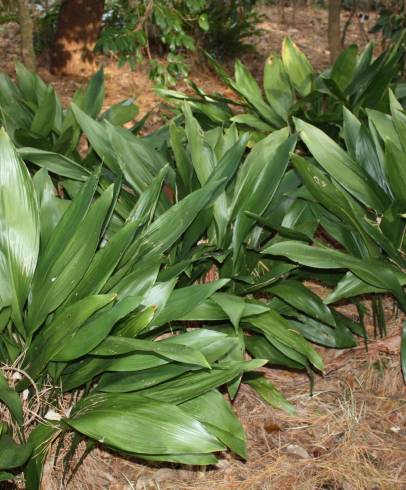 Fotografia de capa Aspidistra elatior - do Jardim Botânico