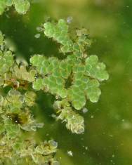 Fotografia da espécie Azolla filiculoides