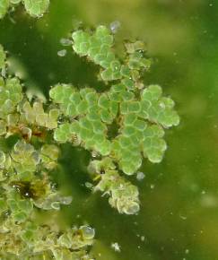 Fotografia da espécie Azolla filiculoides