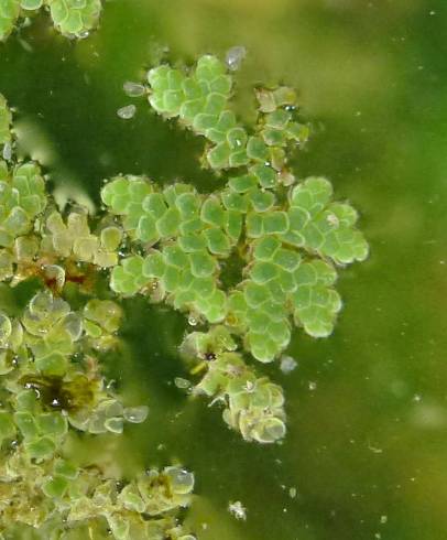 Fotografia de capa Azolla filiculoides - do Jardim Botânico