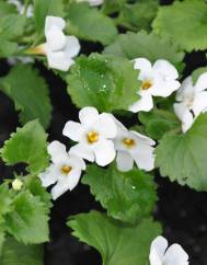 Bacopa monnieri