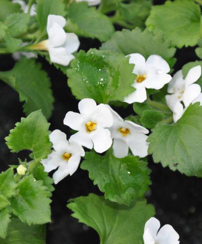 Fotografia de capa Bacopa monnieri - do Jardim Botânico