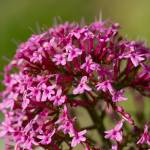 Fotografia 8 da espécie Centranthus ruber do Jardim Botânico UTAD