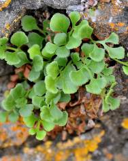 Fotografia da espécie Asplenium ruta-muraria subesp. ruta-muraria