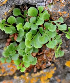 Fotografia da espécie Asplenium ruta-muraria