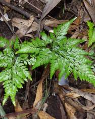 Fotografia da espécie Asplenium adiantum-nigrum var. adiantum-nigrum