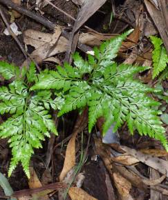 Fotografia da espécie Asplenium adiantum-nigrum